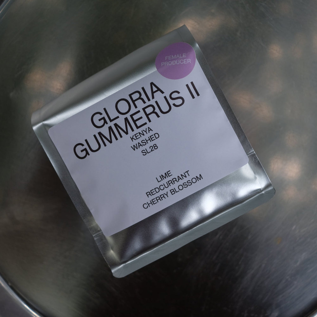 Photo of GLORIA GUMMERUS II