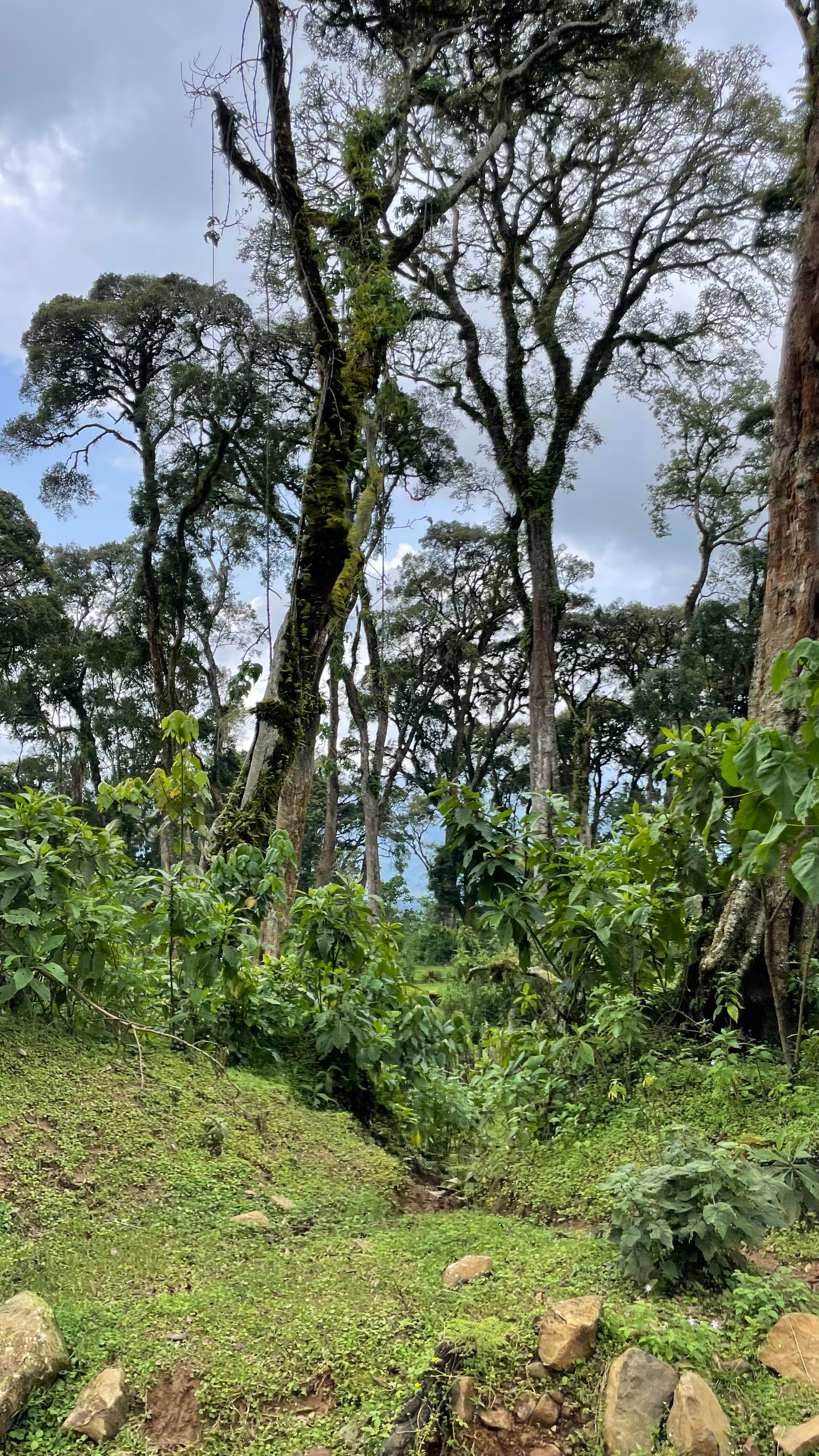 SHEKA FOREST (DECAF)