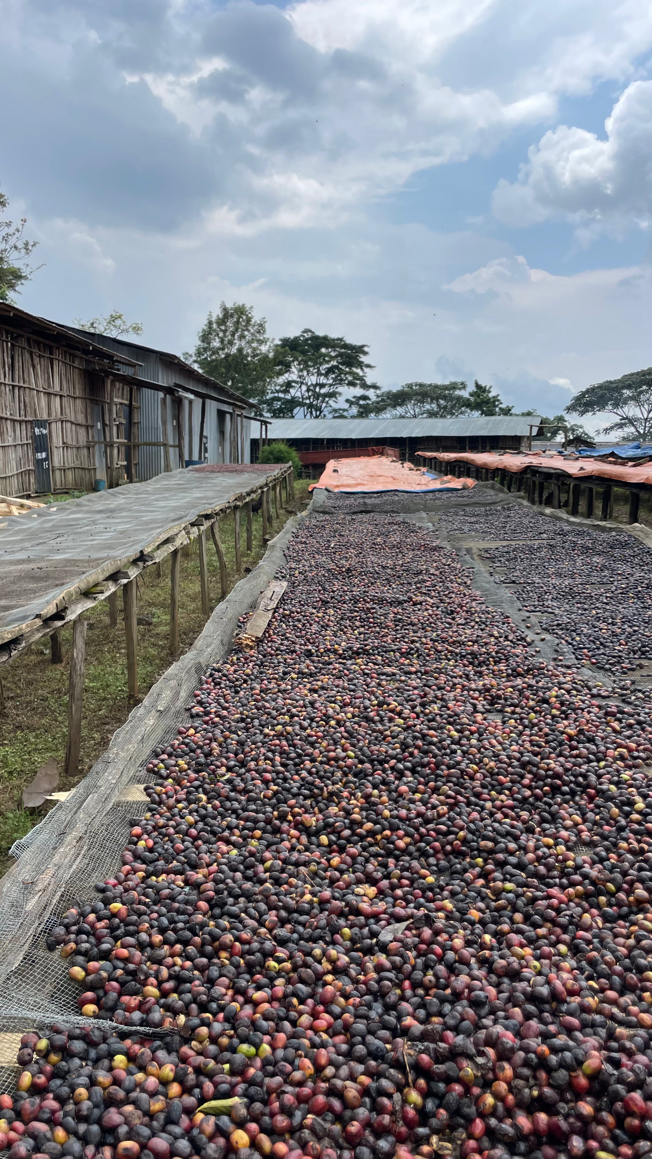 SHEKA FOREST (DECAF)