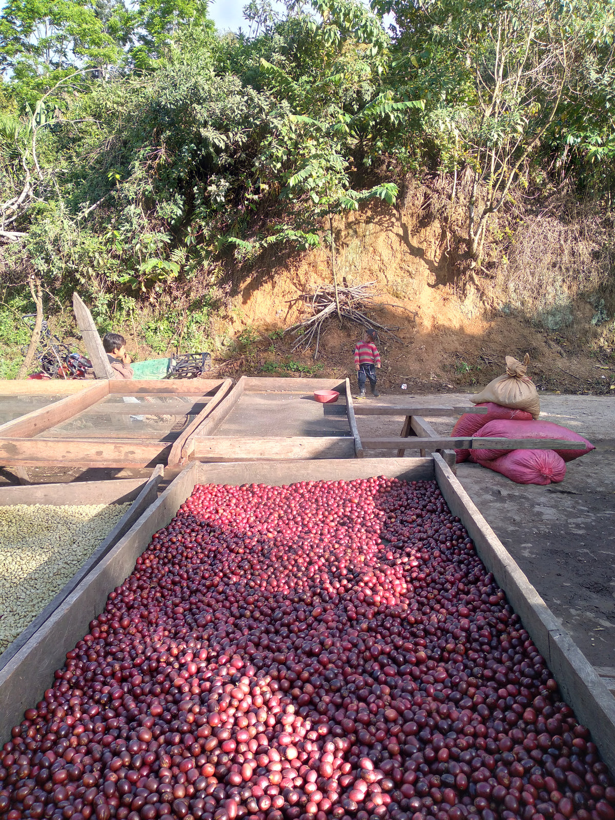 GOLD MOUNTAIN FARMERS