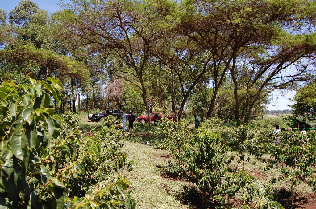 SAKAMI RANCHES