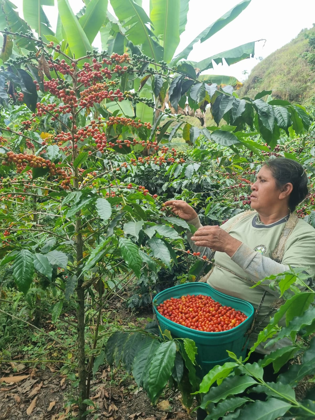 LAS MUJERES DE AMOJU